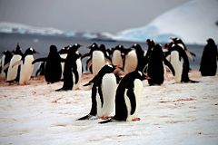 10B Passing By Gentoo Penguins Climbing To The Top Of Danco Island On Quark Expeditions Antarctica Cruise